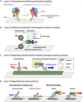 The Generation of Dynein Networks by Multi-Layered Regulation and Their Implication in Cell Division